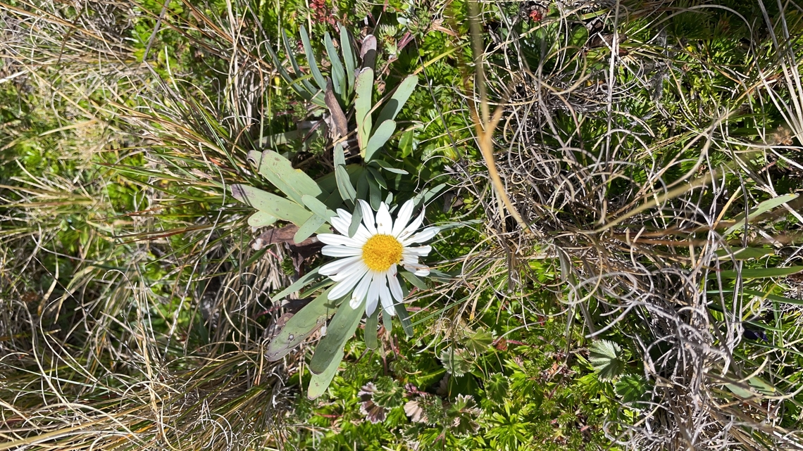 Rockhausenia nubigena in Ecuador cp. <a href="https://www.inaturalist.org/observations?place_id=7512&amp;taxon_id=1421293" rel="nofollow">https://www.inaturalist.org/observations?place_id=7512&amp;taxon_id=1421293</a><br />
cp. <a href="https://es.wikipedia.org/wiki/Rockhausenia_nubigena" rel="nofollow">https://es.wikipedia.org/wiki/Rockhausenia_nubigena</a> Ecuador,Geotagged,Rockhausenia nubigena,Spring