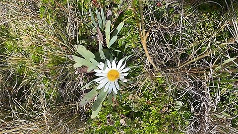 Rockhausenia nubigena in Ecuador cp. https://www.inaturalist.org/observations?place_id=7512&taxon_id=1421293
cp. https://es.wikipedia.org/wiki/Rockhausenia_nubigena Ecuador,Geotagged,Rockhausenia nubigena,Spring