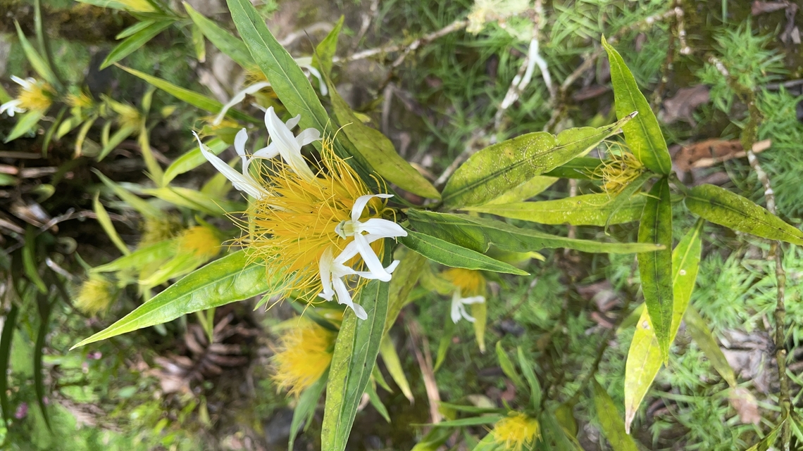 Justicia croceochlamys in Ecuador cp. <a href="https://www.inaturalist.org/observations?place_id=7512&amp;taxon_id=945590" rel="nofollow">https://www.inaturalist.org/observations?place_id=7512&amp;taxon_id=945590</a> Ecuador,Geotagged,Justicia croceochlamys,Spring