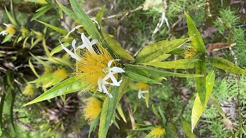 Justicia croceochlamys in Ecuador cp. https://www.inaturalist.org/observations?place_id=7512&taxon_id=945590 Ecuador,Geotagged,Justicia croceochlamys,Spring