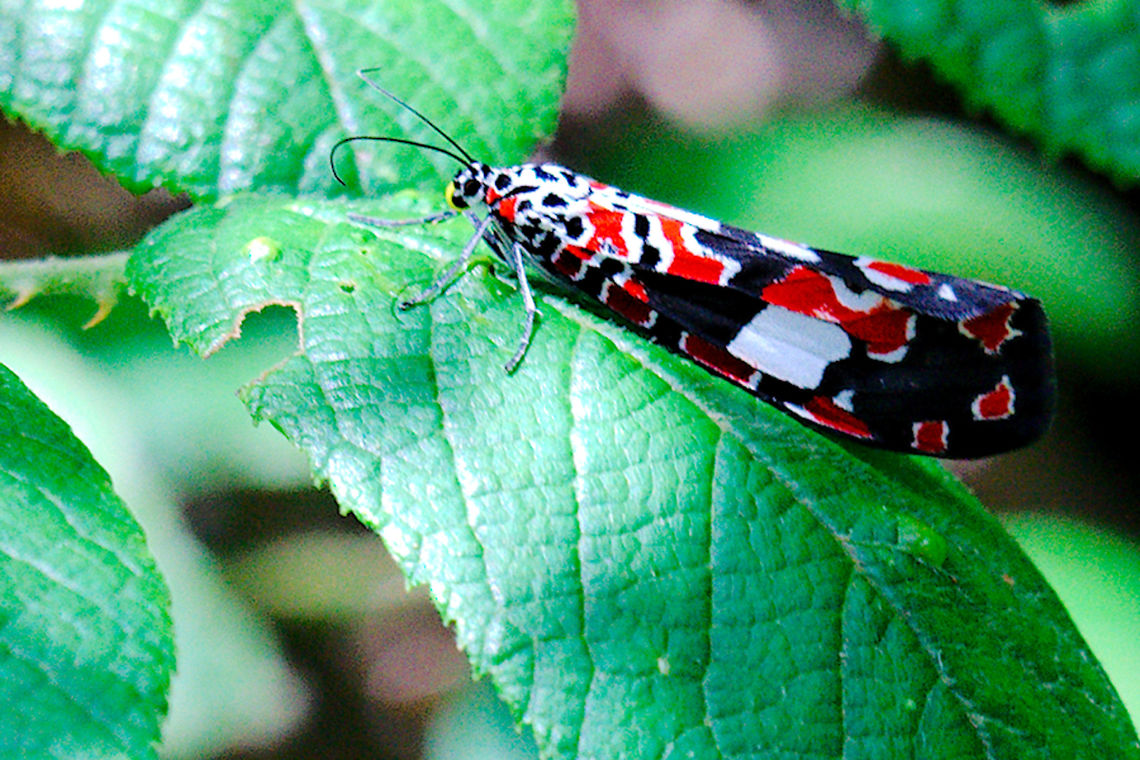 Utetheisa elata Moth at Montagne d'Ambre Seen 27.10.2016 in Madagascar Montagne d'Ambre NP Madagascar North,Utetheisa elata,moth