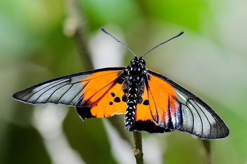 Butterfly at Montagne d'Ambre Day butterfly seen 27.10.2016 at Montagne d'Ambre NP Madagascar Butterfly,Madagascar North