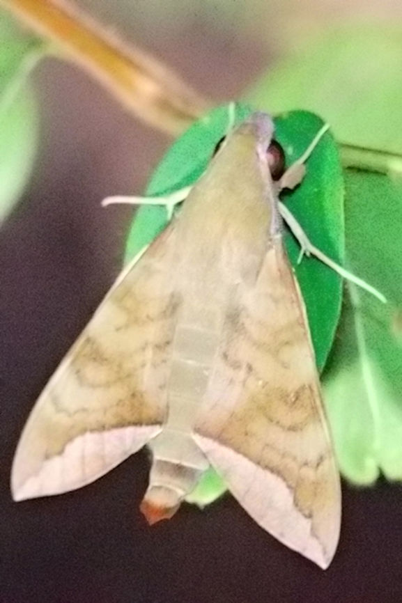 Hawk moth at Ankarafarantsika NP Madagascar-1 Same, but viewed from above Ankarafantsika,Comma nephele hawk moth,Madagascar North,Nephele comma,hawk moth