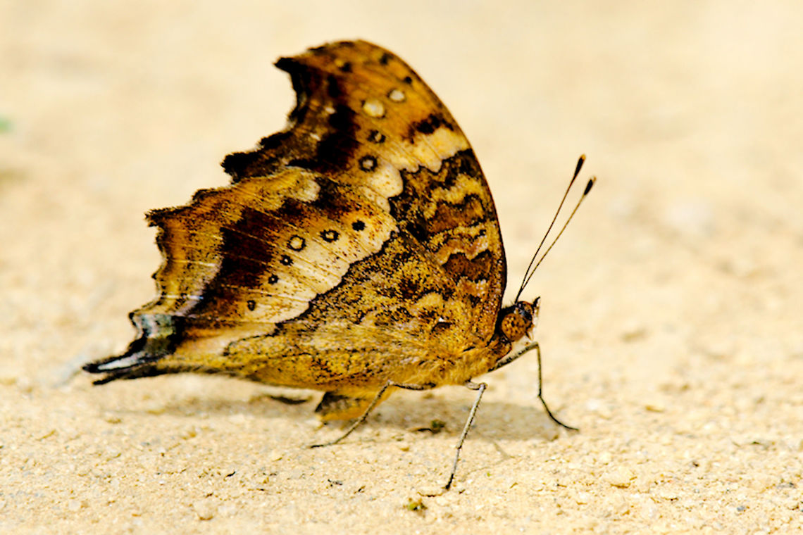 Butterfly at Peyrieras Reptile Reserve Madagascar Butterfly seen during day time at the Reptile Reserve (Mandraka Reptile Farm) on the way to Andasibe, Madagascar Butterfly,Madagascar,Peyrieras Reptile Reserve,Precis andremiaja,Pyreras Reserve