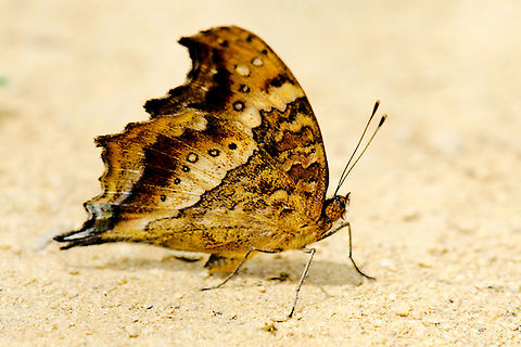 Butterfly at Peyrieras Reptile Reserve Madagascar Butterfly seen during day time at the Reptile Reserve (Mandraka Reptile Farm) on the way to Andasibe, Madagascar Butterfly,Madagascar,Peyrieras Reptile Reserve,Precis andremiaja,Pyreras Reserve