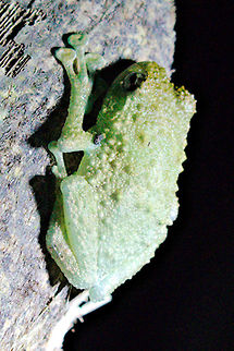 Boulenger's Giant Treefrog