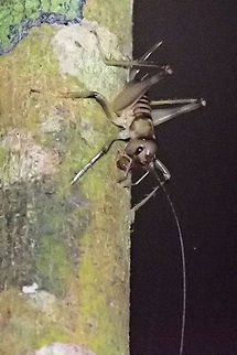 Nocturnal jumper at Marojejy NP, close-up view During night walk close at Camp II in Marojejy NP seen with very long antennae Madagascar,Marojejy