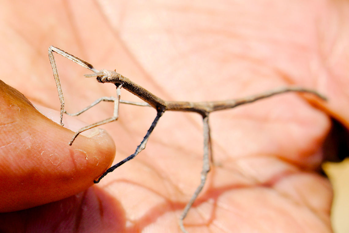 Stick_Insect at Isalo NP on the hand of the guide Stick insect "seen", better found at Isalo NP 16.10.2016, Madagascar. As it uses to be extremely camouflaged it was taken on the hand. Head to the left. In nature head is down.<br />
Although no wings (shown) Pink-wing stick insect? belongs to Phasmatodea sp. Isalo National Park,Madagascar,Stick insect