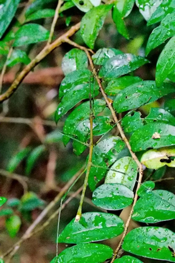 Stick_Insect at Ranomafana NP Stick Insect seet at Ranomafana NP 19.10.16 Madagascar,Ranomafana National Park,Stick insect