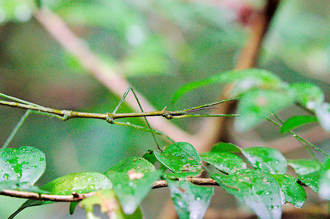 Same Stick_insect, close up at Ranomafana Stick Insect seet at Ranomafana NP 19.10.16, Close-up of head region Madagascar,Ranomafana National Park,Stick insect