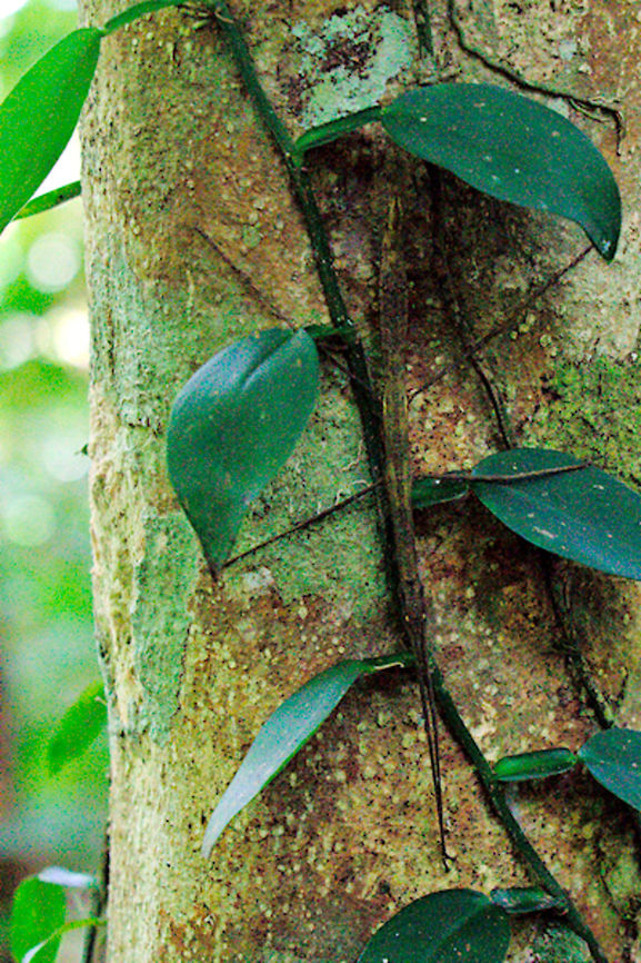 Stick_Insect at Marojejy NP Stick_Insect seen at Marojejy NP, greenish close to climbers, 23.10.16 Madagascar,Marojejy,Stick insect