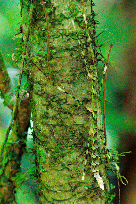 Another Stick_Insect at Marojejy NP Another stick insect seen at Marojejy NP, greenish, thorns, legs striped with black Madagascar,Marojejy,Stick insect