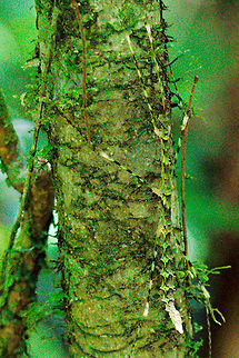 Another Stick_Insect at Marojejy NP Another stick insect seen at Marojejy NP, greenish, thorns, legs striped with black Madagascar,Marojejy,Stick insect