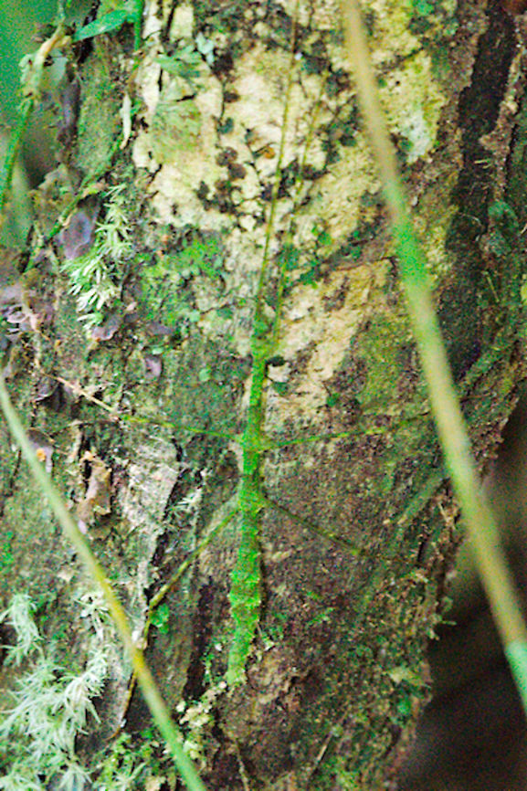 Green Stick_Insect at Marojejy NP Mossy-like green stick_insect at Marojejy NP seen 25.10.16 Madagascar,Marojejy,Stick insect