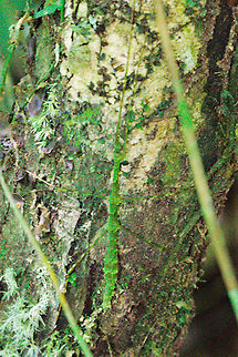 Green Stick_Insect at Marojejy NP Mossy-like green stick_insect at Marojejy NP seen 25.10.16 Madagascar,Marojejy,Stick insect