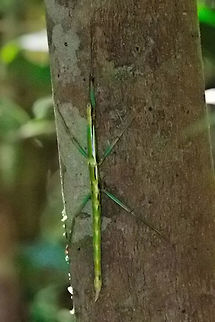 Bright green Stick_Insect at Marojejy NP Another, bright green, poorly camouflaged Stick Insect seen at Marojejy NP 25.10.2016. Head up Madagascar,Marojejy,Stick insect