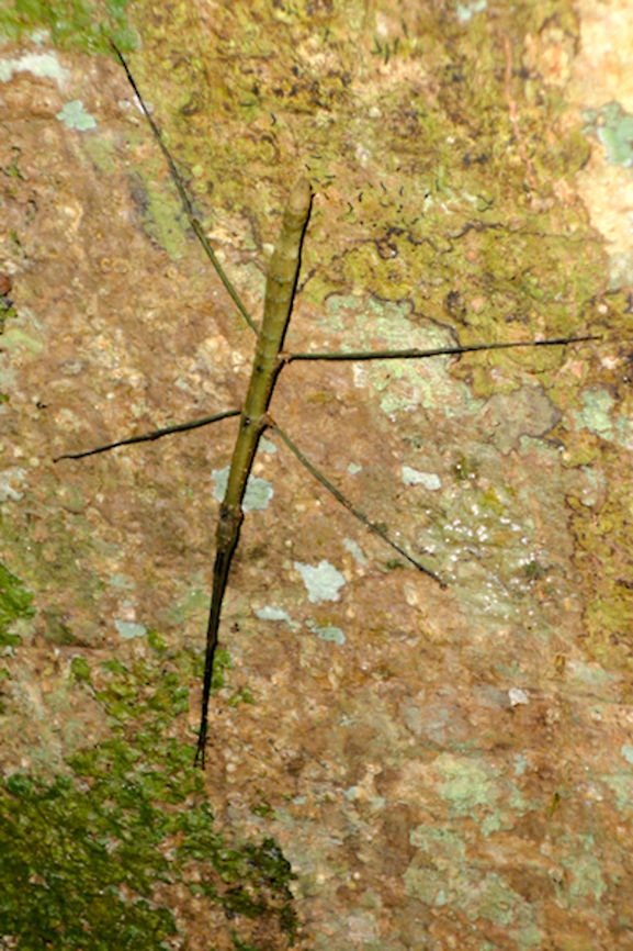 Stick_Insect at Ankarafantsika NP Stick Insect seen at Ankaraantsika NP 23.10.2016, quite obvious to be seen Ankarafantsika,Madagascar,Stick insect