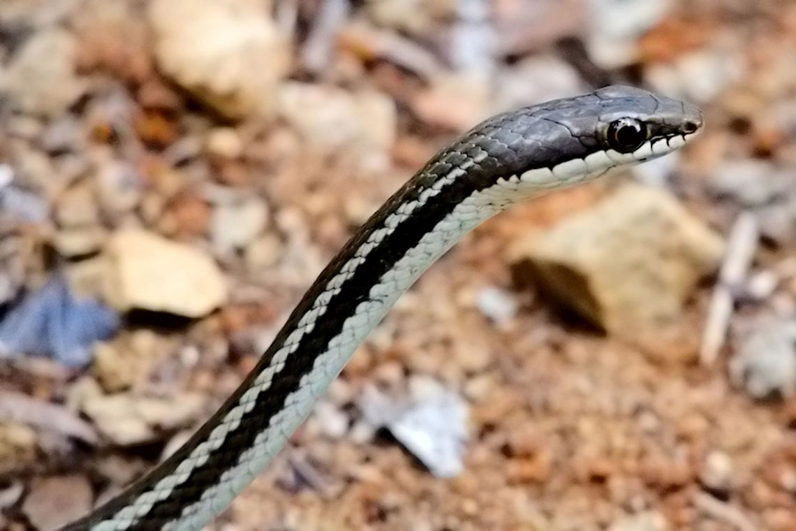 Thamnosophis lateralis (Lateral Water Snake) at Ankarafantsika Snake at Ankarafantsika NP, was said to be Lateral Water Snake, Thamnosophis lateralis, seen 31.10.2016  Ankarafantsika,Bibilava lateralis,Lateral Water Snake,Madagascar,Thamnosophis,Water Snake,snake