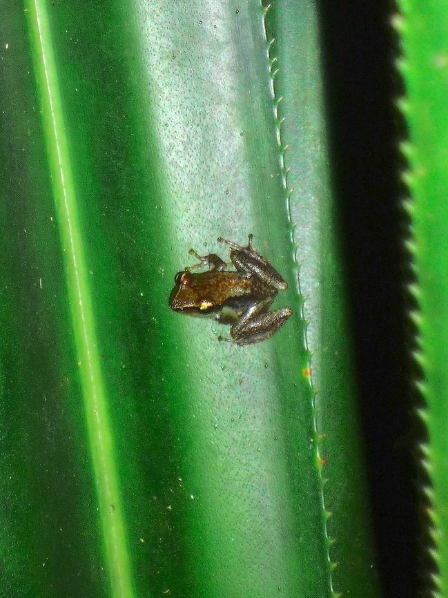Guibemantis albolineatus Frog at Marojejy Tiny frog seen at Marojejy NP hiding between leafes, named by the guide as guibemantis, probably albolineatus <a href="http://amphibiaweb.org/cgi/amphib_query?rel-common_name=like&amp;rel;-family=equals&amp;rel;-ordr=equals&amp;rel;-intro_isocc=like&amp;rel;-description=like&amp;rel;-distribution=like&amp;rel;-life_history=like&amp;rel;-trends_and_threats=like&amp;rel;-relation_to_humans=like&amp;rel;-comments=like&amp;rel;-submittedby=like&amp;max=200&amp;orderbyaw=Family&amp;include_synonymies=Yes&amp;show_photos=Yes&amp;rel;-scientific_name=contains&amp;where;-scientific_name=&amp;rel;-genus=equals&amp;where;-genus=guibemantis&amp;rel;-species=equals&amp;where;-species=&amp;where;-common_name=&amp;where;-clade=&amp;where;-subfamily=&amp;where;-family=any&amp;where;-ordr=any&amp;rel;-isocc=occurs+in&amp;where;-isocc=Madagascar&amp;rel;-species_account=matchboolean&amp;where;-species_account=frog&amp;rel;-declinecauses=equals&amp;where;-declinecauses=&amp;rel;-iucn=begins+with&amp;where;-iucn=&amp;rel;-cites=equals&amp;where;-cites=&amp;where;-submittedby=" rel="nofollow">http://amphibiaweb.org/cgi/amphib_query?rel-common_name=like&amp;rel;-family=equals&amp;rel;-ordr=equals&amp;rel;-intro_isocc=like&amp;rel;-description=like&amp;rel;-distribution=like&amp;rel;-life_history=like&amp;rel;-trends_and_threats=like&amp;rel;-relation_to_humans=like&amp;rel;-comments=like&amp;rel;-submittedby=like&amp;max=200&amp;orderbyaw=Family&amp;include_synonymies=Yes&amp;show_photos=Yes&amp;rel;-scientific_name=contains&amp;where;-scientific_name=&amp;rel;-genus=equals&amp;where;-genus=guibemantis&amp;rel;-species=equals&amp;where;-species=&amp;where;-common_name=&amp;where;-clade=&amp;where;-subfamily=&amp;where;-family=any&amp;where;-ordr=any&amp;rel;-isocc=occurs+in&amp;where;-isocc=Madagascar&amp;rel;-species_account=matchboolean&amp;where;-species_account=frog&amp;rel;-declinecauses=equals&amp;where;-declinecauses=&amp;rel;-iucn=begins+with&amp;where;-iucn=&amp;rel;-cites=equals&amp;where;-cites=&amp;where;-submittedby=</a> Guibemantis,Guibemantis albolineatus,Madagascar,Marojejy,frog