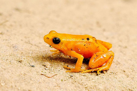 Golden_Mantella Frog at Peryeras Reptile Reserve (Mantella aurantiaca) Golden Mantella Frog seen 10.10.12016 at the Periyeras Farm  Golden frog,Golden mantella,Madagascar,Mantella aurantiaca,Peryeras Reptile Farm,Pyreras Reserve