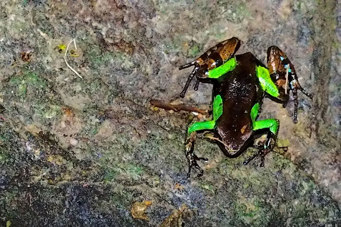 Frog at Marojejy Mantella sp (Mantella nigricans) Frog seen at Marojejy NP named as Mantella nigricans. Guibés Mantella,Madagascar,Mantella,Mantella nigricans,Marojejy,frog