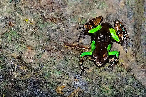 Frog at Marojejy Mantella sp (Mantella nigricans) Frog seen at Marojejy NP named as Mantella nigricans. Guib&eacute;s Mantella,Madagascar,Mantella,Mantella nigricans,Marojejy,frog