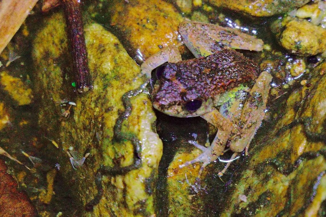Mantella_nigricans Frog at Marojejy Frog seen at Marojejy NP 23.10.2016 as Mantella nigricans Madagascar,Mantella nigricans,Marojejy,frog