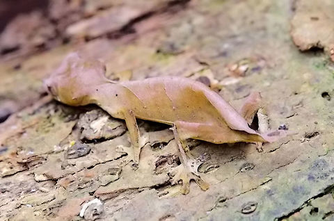 Uroplatus_ebenaui, Spearpoint Leaf-tail Gecko at Peryeras Reptile Farm Uroplatus_ebenaui, Spearpoint Leaf-tail Gecko seen at Peryeras Reptile Farm (Pyreras Reserve), 10.10.2016, showing the pointed leaf-tail, suboptimal Madagascar,Peryeras Reptile Farm,Pyreras Reserve,Uroplatus,Uroplatus ebenaui,gecko