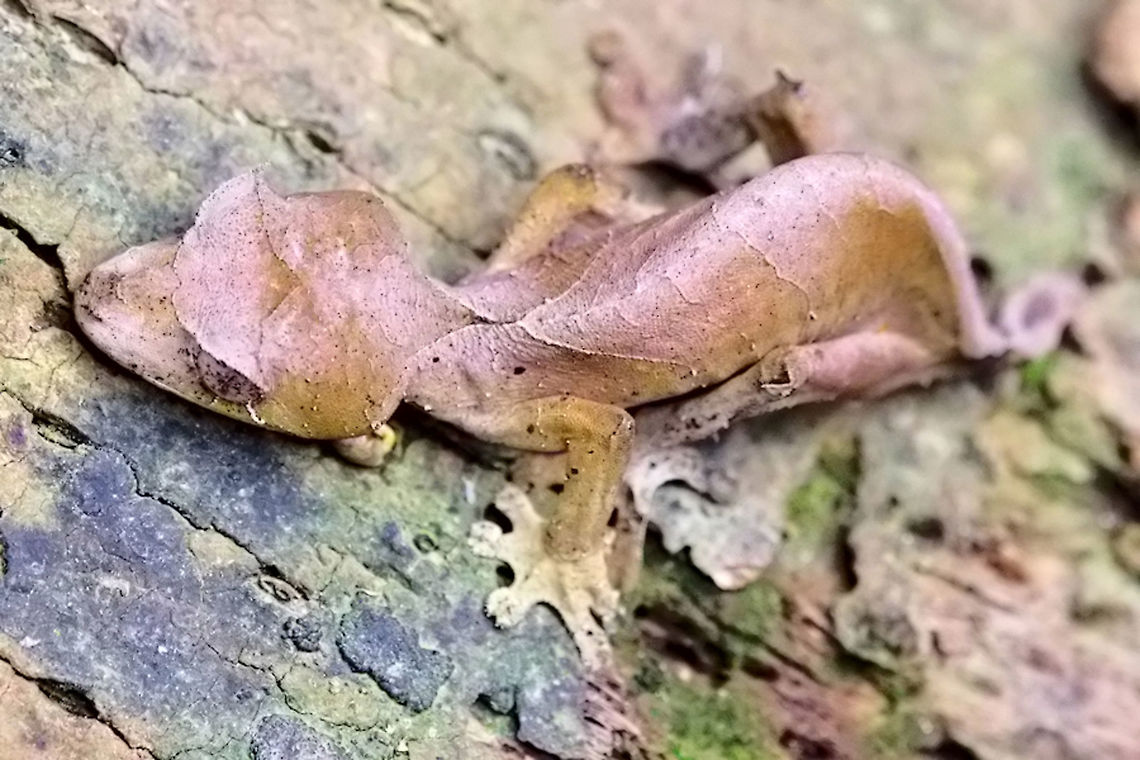 Uroplatus_ebenaui, Spearpoint Leaf-tail Gecko at Peryeras Reptile Farm Same Uroplatus_ebenaui, Spearpoint Leaf-tail Gecko seen at Peryeras Reptile Farm, showing the corna at the head Madagascar,Peryeras Reptile Farm,Pyreras Reserve,Uroplatus ebenaui,gecko