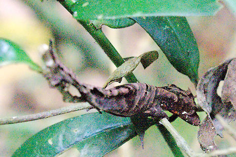 Uroplatus phantasticus Satanic leaf-tailed Gecko at Ranomafana NP Seen at Ranomafana NP this very well camouflaged Satanic leaf-tailed Gecko, photographed after some removal of covering leafes, showing backwards inclined corna Madagascar,Ranomafana National Park,Satanic Leaf Tailed Gecko,Uroplatus phantasticus