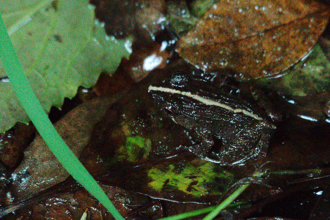 Frog at Ranomafana Frog seen besides the road to the entrance of Ranomafana NP, 17.10.2016 Madagascar,Ranomafana National Park,frog