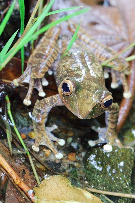 Another Frog at Ranomafana Another frog seen beside the road at Ranomafana NP Madagascar,Ranomafana National Park,frog