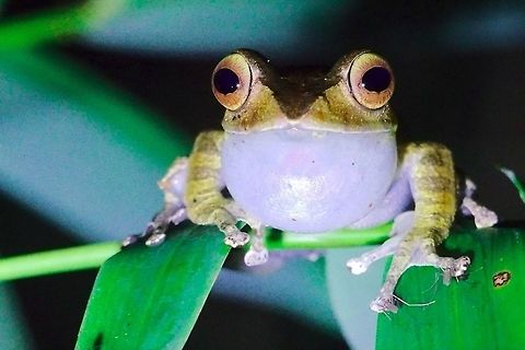 Nocturnal frog at Marojejy NP (Boophis madagascariensis) Seen during night walk at camp II in Marojejy NP. Looks like Boophis madagascariensis Boophis madagascariensis,Madagascar,Marojejy,frog