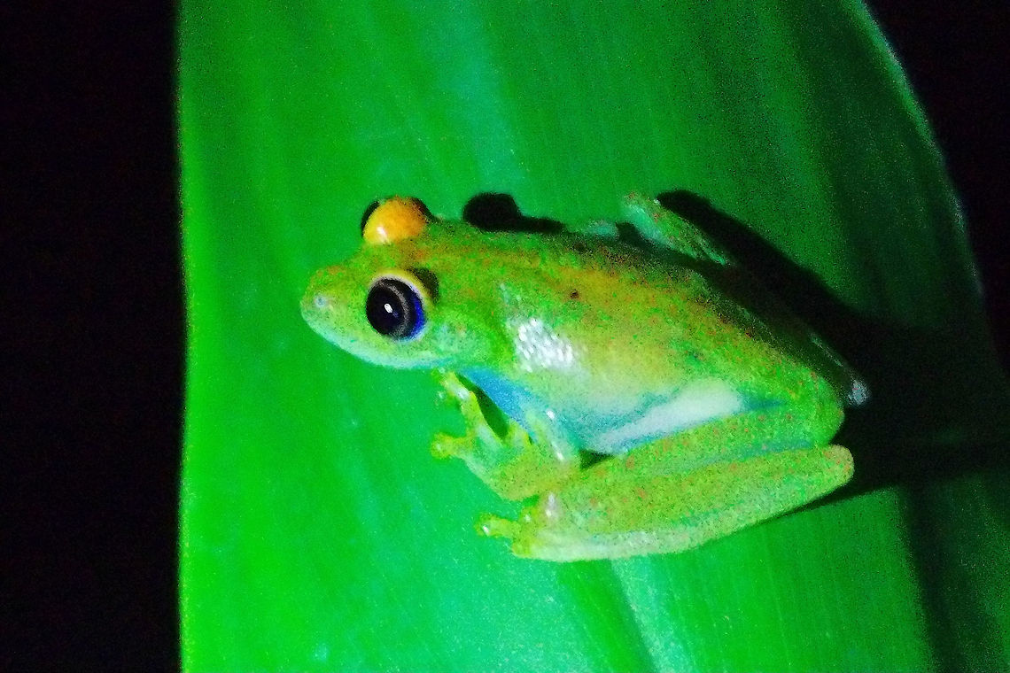 Nocturnal frog (Boophis) at Analamasaotra NP Green frog seen during night walk at Analamasaotra NP 11.10.2016 Madagascar,analamasaotra,frog