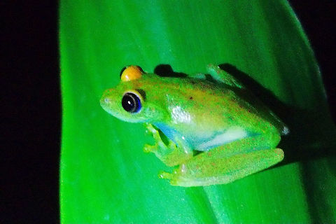 Nocturnal frog (Boophis) at Analamasaotra NP Green frog seen during night walk at Analamasaotra NP 11.10.2016 Madagascar,analamasaotra,frog