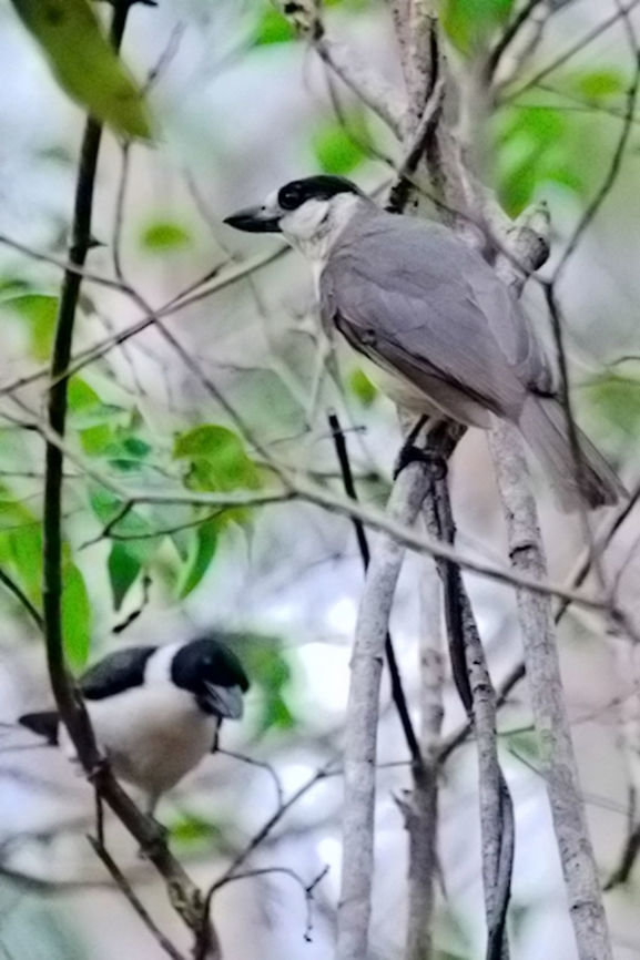 Couple of Van Dam's Vanga at Ankarafantsika Couple seen at Ankarafantsika NP 31.10.2016 following a mixed flock of vangas. Female on top with white frontal spot visible.  Ankarafantsika,Madagascar,Van Dam's Vanga,Van Dams vanga,Xenopirostris damii