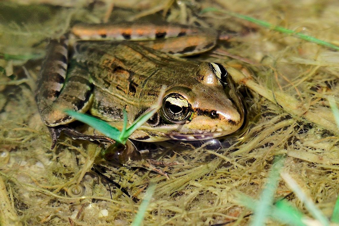 Frog in a water puddle at Isalo Day frog near the trail at Isalo NP in a small puddle Isalo National Park,Madagascar,frog