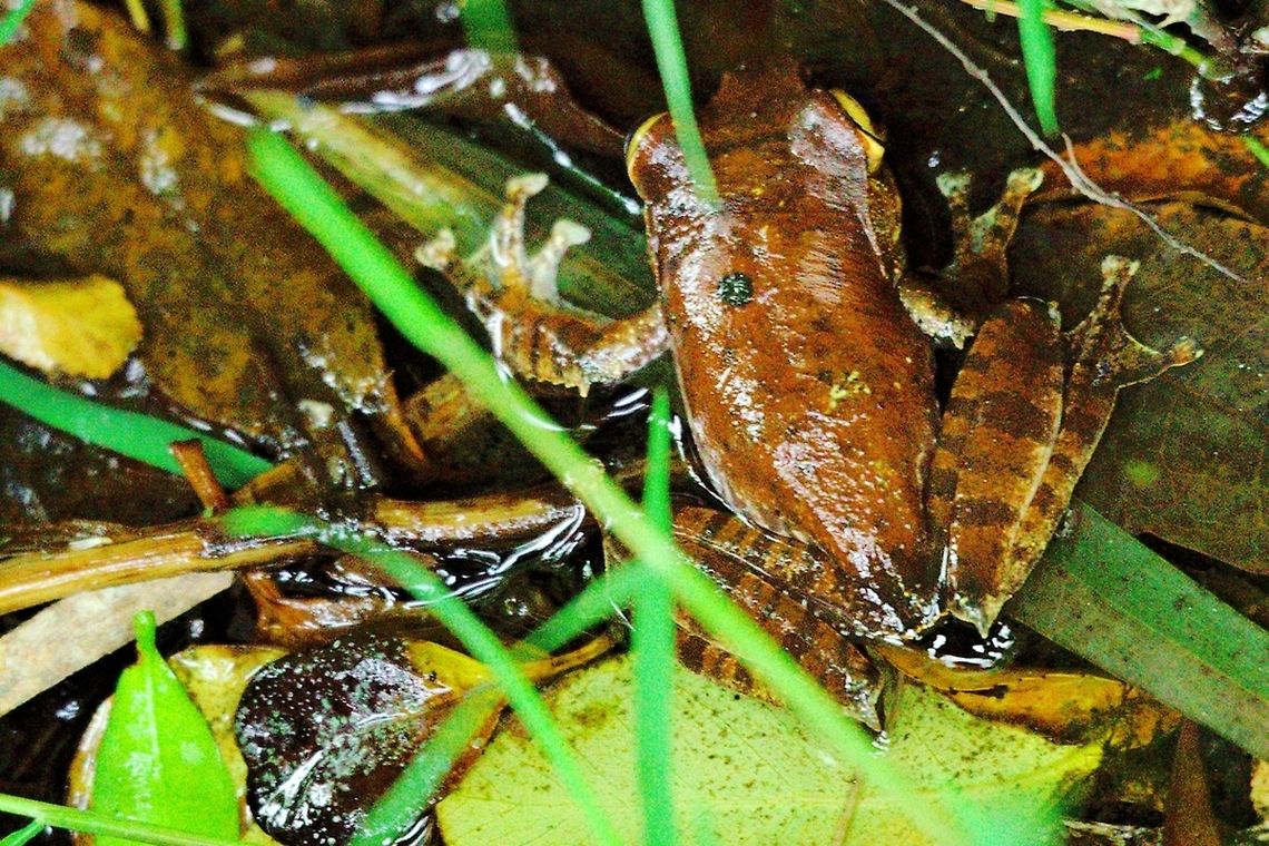 Frog at Ranomafana in the park Frog seen at daytime in the Ranomafana NP Madagascar,Ranomafana National Park,frog