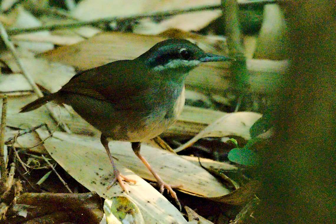 Crossley's Vanga at Ranomafana Bird found at Ranomafana NP 17.10.2016 Crossley's Vanga,Crossleys vanga,Madagascar,Mystacornis crossleyi,Ranomafana National Park