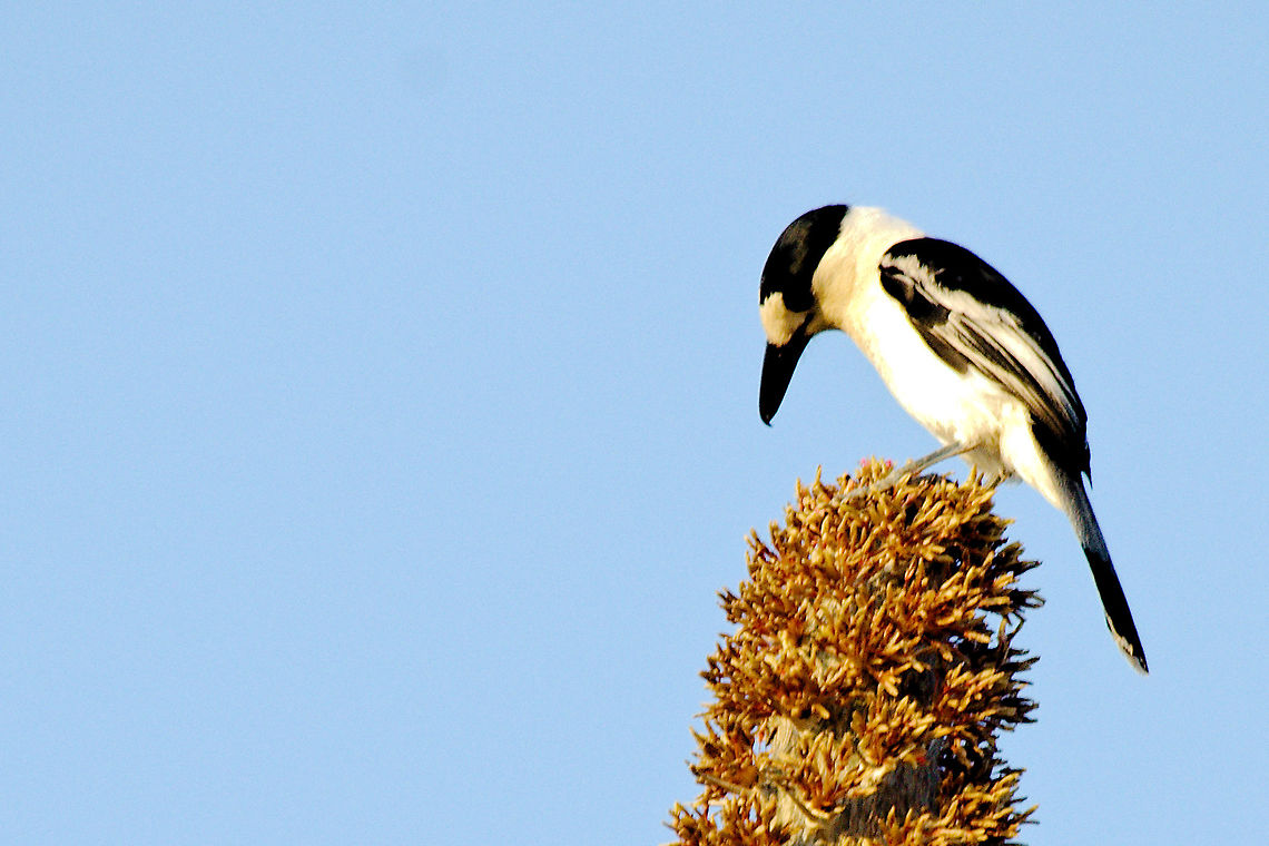 Hook-billed_Vanga at Reniala Reserve, Ifaty Bird on top showing its hook at Renaila Reserve, Ifaty NP, 14.10.2016 Hook-billed Vanga,Ifaty Spiny Forest,Madagascar,Reniala Reserve,Vanga curvirostris