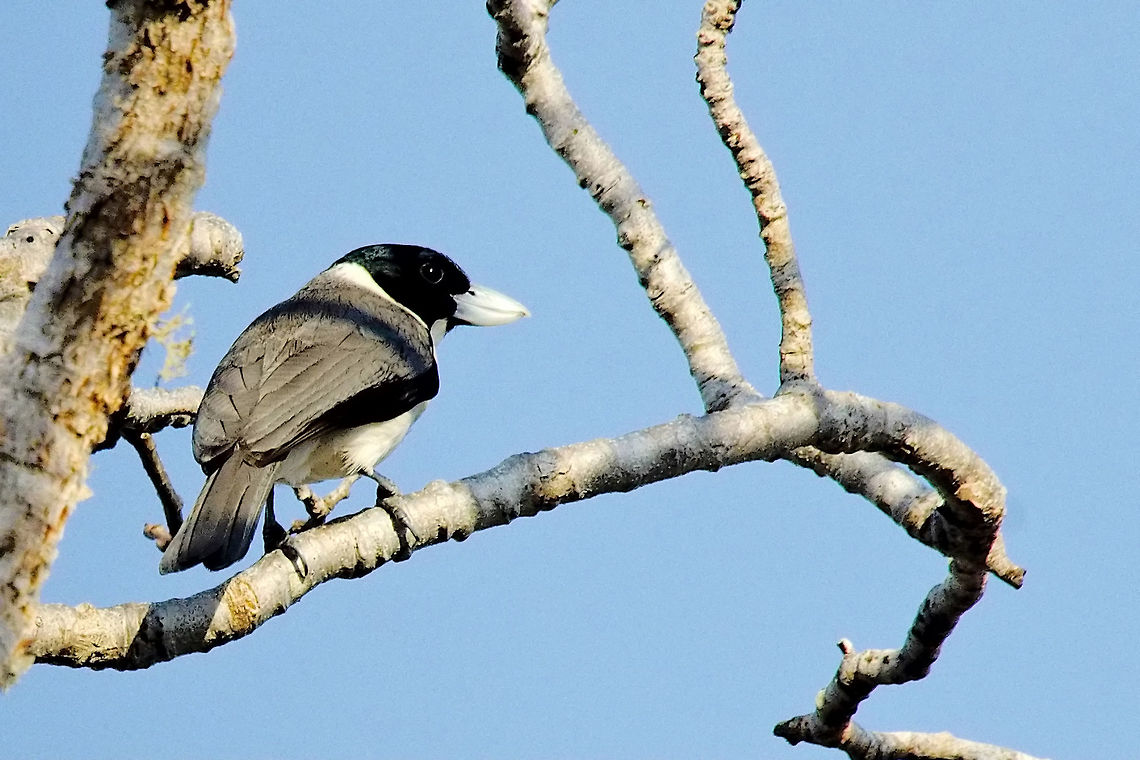 Lafresnaye's Vanga at Reniala Reserve, Ifaty Bird found at Reniala Reserve, ifaty NP, 14.10.2016 perched on a branch Ifaty spiny forest,Lafresnaye's Vanga,Lafresnayes vanga,Madagascar,Reniala Reserve,Xenopirostris xenopirostris