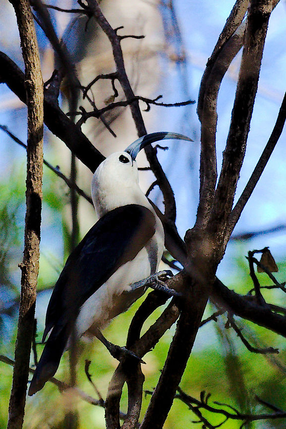 Sickle-billed Vanga at Ankarana NP Bird showing its sickle perched in some bushes, seen at Ankarana NP, 28.10.2016 Ankarana,Falculea palliata,Madagascar,Sickle-billed Vanga,Sickle-billed vanga