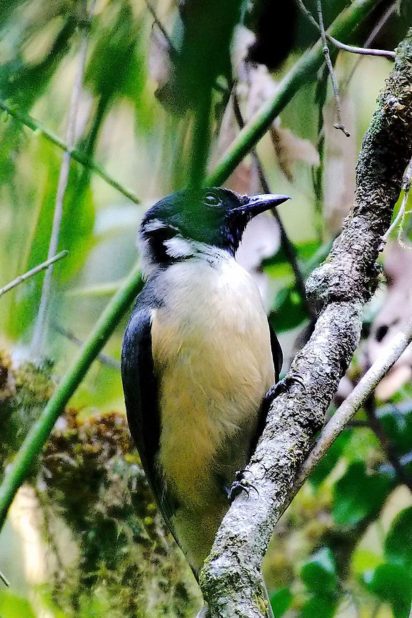 Tylas Vanga at Ranomafana Tylas Vanga seen at Ranomafana NP 18.10.2016 Madagascar,Ranomafana National Park,Tylas eduardi,Tylas vanga