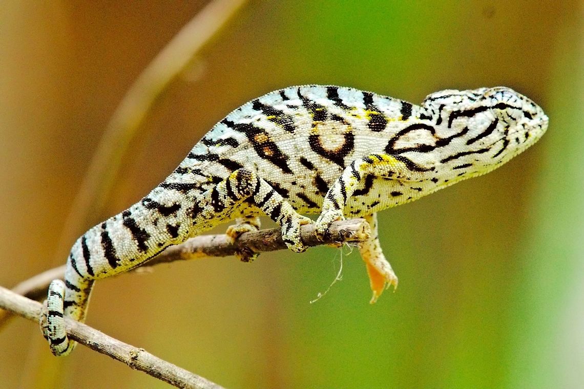 Furcifer_lateralis_Chamaeleon at Peryeras Reptile Farm Furcifer lateralis Chameleon seen at Peryeras Reptile Farm (Pyreras Reserve), 10.10.2016 Carpet chameleon,Chameleon,Furcifer lateralis,Madagascar,Pyreras Reserve