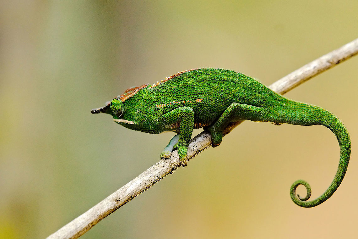 Furcifer willsii Chamaeleon at Peyrieras Reptile Reserve Chameleon presented as Furcifer willsii at Peyrieras Reptile Reserve (Pyreras Reserve), maybe Willsii? Canopy chameleon,Furcifer willsii,Madagascar,Peyrieras Reptile Reserve,Pyreras Reserve