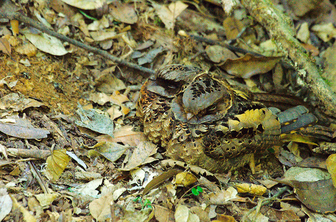 Collared Nightjar at Analamasaotra Couple detected roosting at Analamasaotra NP 11.10.2016 Collared Nightjar,Collared nightjar,Gactornis enarratus,Madagascar,analamasaotra