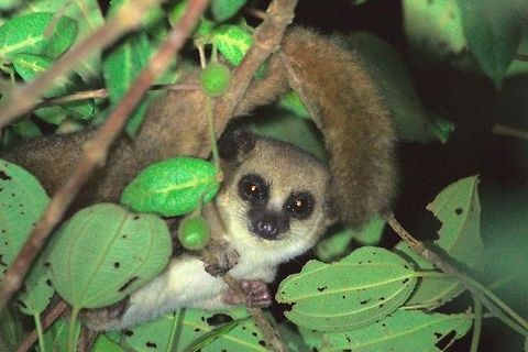 Furry-eared Dwarf Lemur at Analamasaotra Seen during night walk along the road at Analamasaotra NP 11.10.2016 Cheirogaleus crossleyi,Furry-eared dwarf lemur,Madagascar,analamasaotra