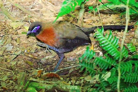 Red-breasted Coua at Analamasaotra Found at the forest ground in Analamasaotra NP, 12.10.2016  Coua serriana,Madagascar,Red-breasted coua,analamasaotra
