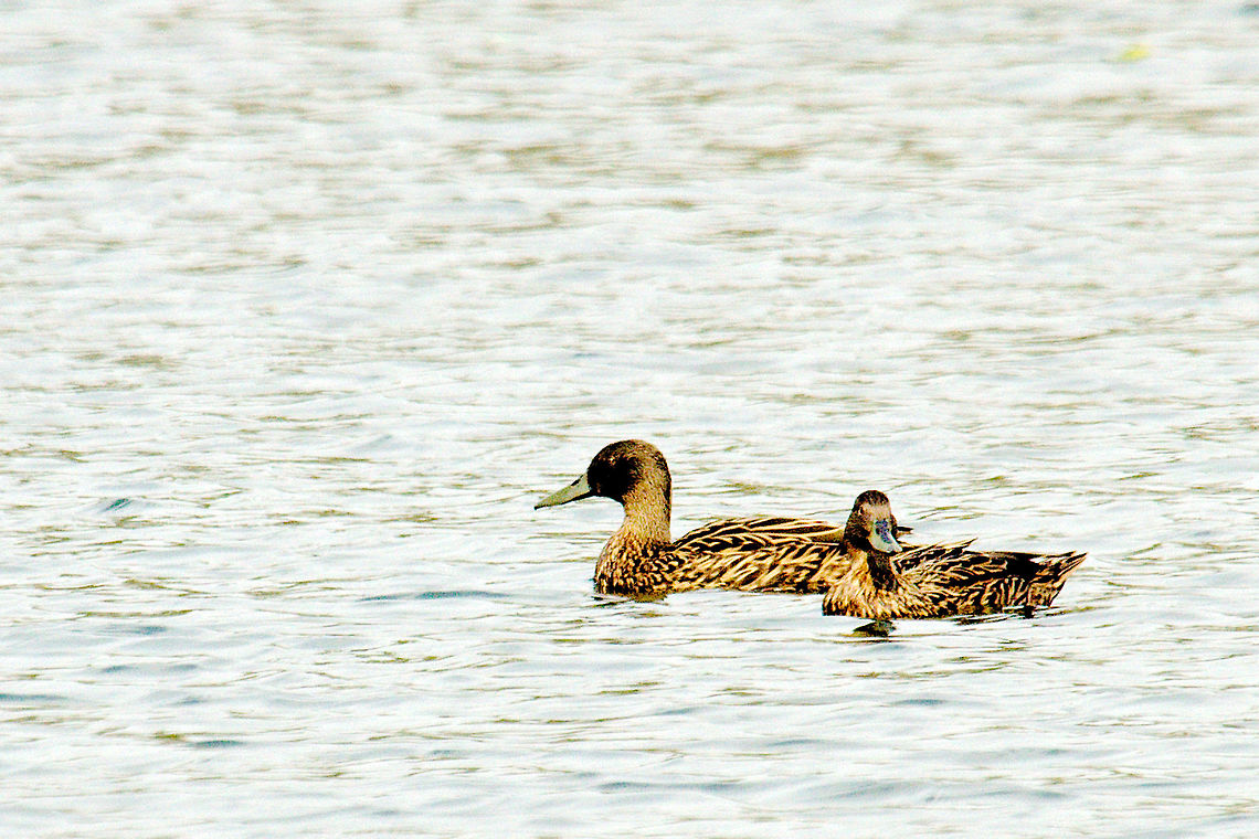 Meller's Duck, Couple at Tsarasaotra Lake Couple seen on the Tsarasaotra Lake near Tana, 13.10.2016 Anas melleri,Madagascar,Meller's Duck,Mellers duck,Tsarasaotra Lake