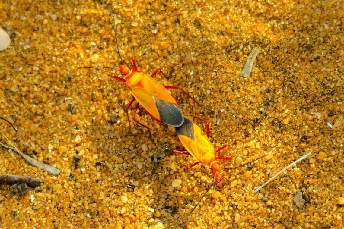 Cotton stainer, couple at Reniala Reserve, Ifaty Couple found on the grund in Reniala Reserve, Ifaty NP Dysdercus,Dysdercus flavidus,Heteroptera,Madagascar,Pyrrhocoridae,Reniala Reserve,cotton stainer